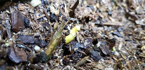 My Wife Is Growing A Dildo Farm In The Backyard O T Lounge