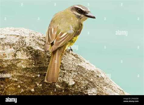 Adult Golden Crowned Flycatcher Myiodynastes Chrysocephalus Sitting