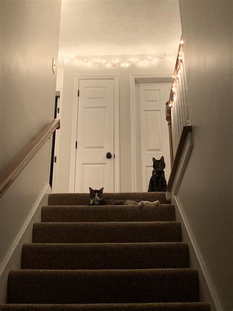 Cats Are Enjoying The Stairwell At Their New House Rfirsttimehomebuyer