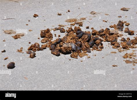 Fresh Horse Poop Stock Photo Alamy