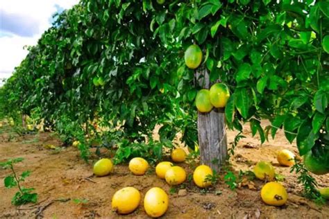 Plantio De Maracuj Como Cultivar Uma Das Frutas Mais Saborosas E