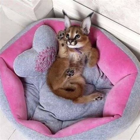 13 Facts about The Cutest Species ” Caracal Cat Breed” - Cats In Care