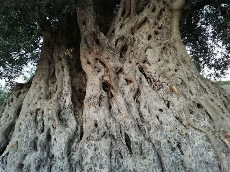 Il Fascino Discreto Degli Ulivi Saraceni Di Chiaramonte Gulfi Foto