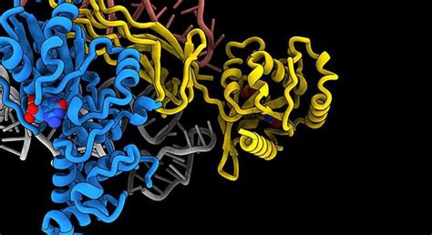 Ribosomes Upsc