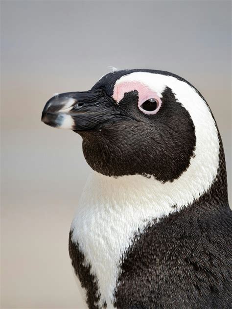 900+ Pinguin Bilder und Fotos · Kostenlos Downloaden · Pexels Stock-Fotos