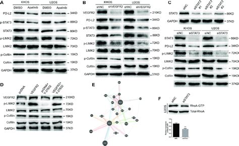 Vegfr2 Inhibition Inactivates The Rhoa Rock Limk2 Pathway And