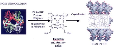 The Hemoglobin Degradation Pathway And Generation Of Hemozoin As The