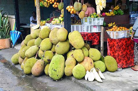 La Fruta M S Grande Del Mundo Se Cultiva En La Amazon A Peruana Fotos