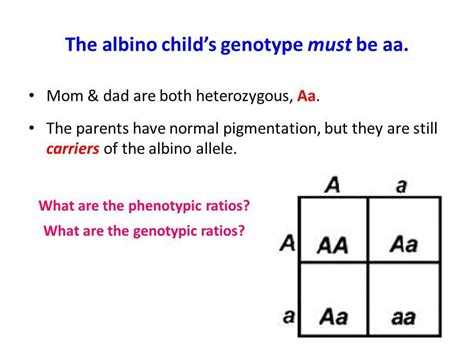 Albinism From Genotype To Phenotype Worksheet