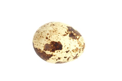 Quail Egg Background Small Fragility Bird Png Transparent Image And