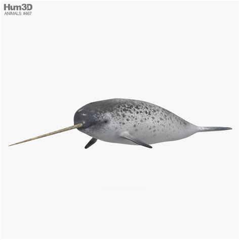 Narwhal 3D model - Download Marine Mammal on 3DModels.org