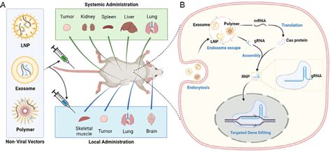 Overview Of Nonviral Vector Mediated Delivery Of Crispr Cas Mrna And