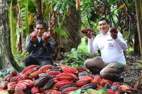 Devida fortalecerá cadena productiva de cacao en SM Diario Ahora