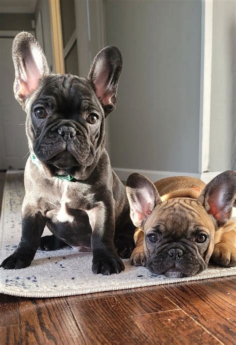 The Family Frenchie - French Bulldog, Puppies