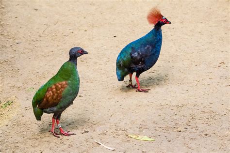 crested wood partridge rollulus rouloul marwell zoo
