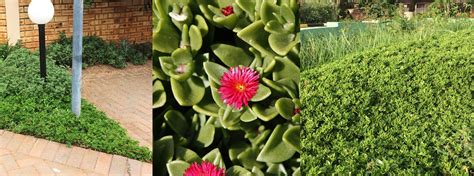 Water Wise Gardening Techniques In South Africa