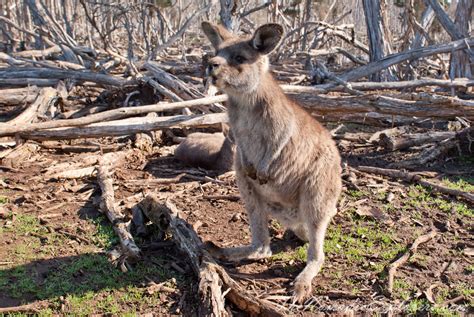 day trip   phillip island wildlife park  nomadic explorers