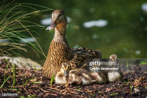 baby duck stock  high res pictures  images getty images