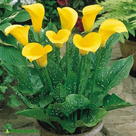 Зантедексия (Zantedeschia) или Калла. Правила ухода и жизненный цикл ...