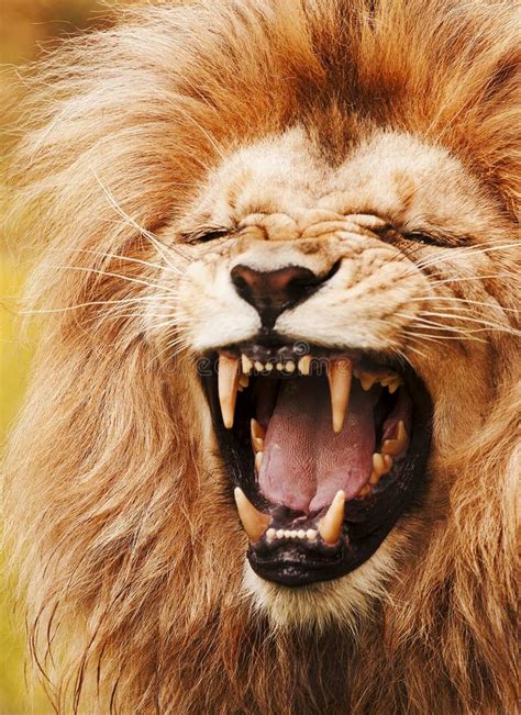 Roaring lion stock image. Image of dangerous, african - 25865527