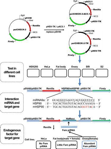 A Dual Luciferase Reporter System For Characterization Of Small Rna Target Genes In Both