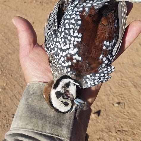 Quail Recipes – The Santa Fe Guiding Co