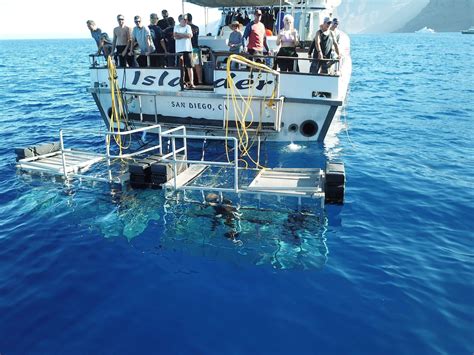 Reflections: The Great White Shark of Guadalupe • The Havok Journal