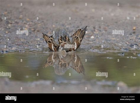 English House Sparrow Stock Photo Alamy