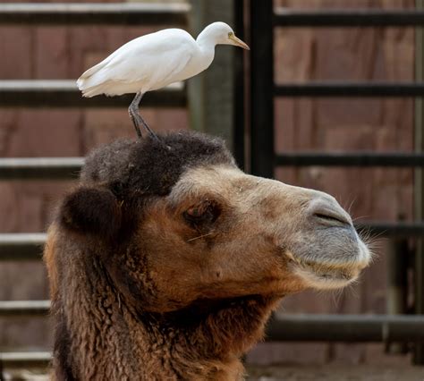 Links Naked Capitalism