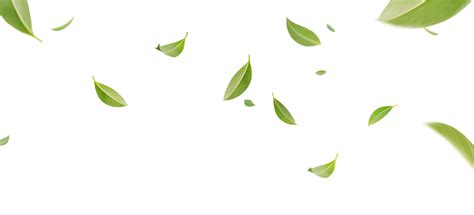 green tea leaves png