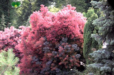 Самые красивые неприхотливые кустарники для украшения сада