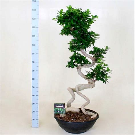 Бонсай: Бонсай Фикус Гинсенг 'Дракон'