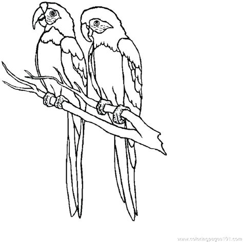 Macaw Coloring Page At Free Printable Colorings