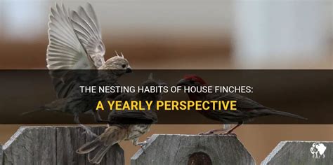 The Nesting Habits Of House Finches: A Yearly Perspective | PetShun