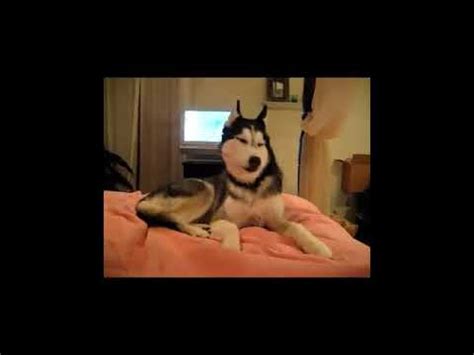 Husky Im Beziehungsstress Redet YouTube