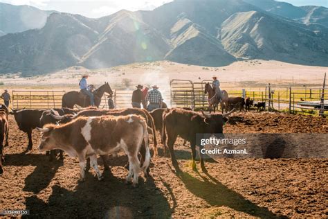 Cowboys Branding A Cattle High-Res Stock Photo - Getty Images