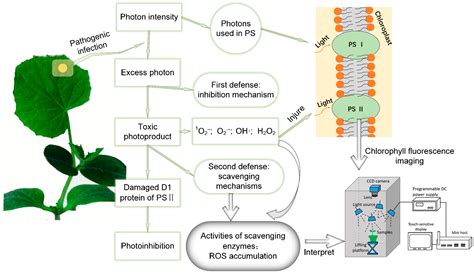 Chlorophyll In Plants Diagram