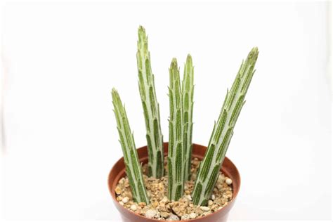 Senecio stapeliiformis - Cacti Youngplants