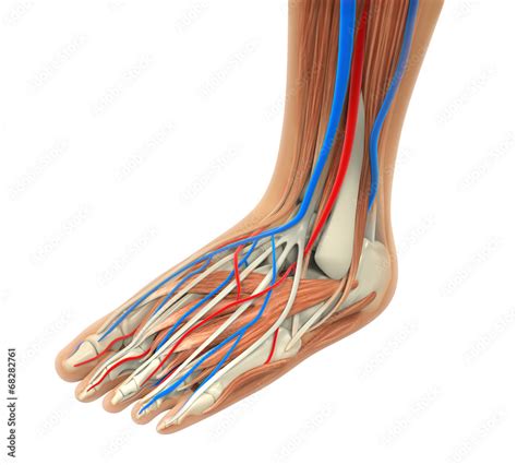 Human Foot Muscles Anatomy Stock Illustration | Adobe Stock