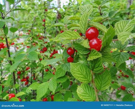 Nanking Bush Cherry Nanking Cherry Stock Image Image Of Macro