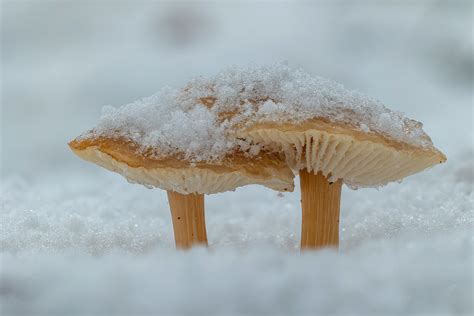 Pilze Im Schnee Jensensphotography Flickr