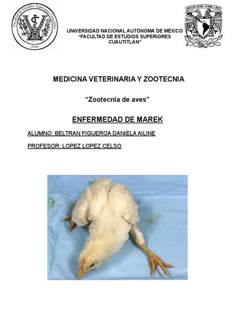 Enfermedad De Marek Pdf Pdf