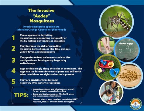 Are you breeding mosquitoes? — The Office of Irvine Mayor Larry Agran