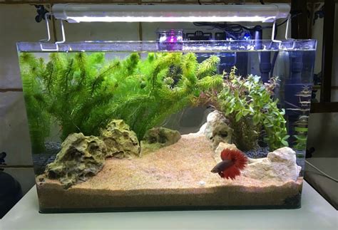 Aquascape Ideas For Beginners - Aquascape Ideas