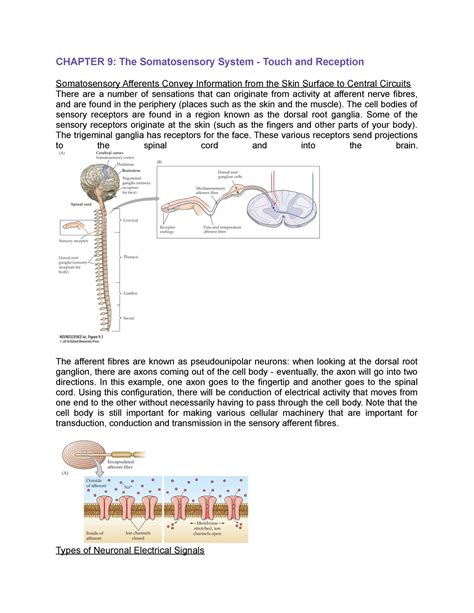 Chapter 9 Lecture Notes 9 CHAPTER 9 The Somatosensory System