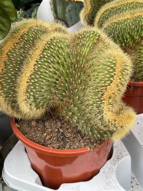 Vatricania guentheri 'Cristata' | Cactuses \ vatricania | Kaktusy ...