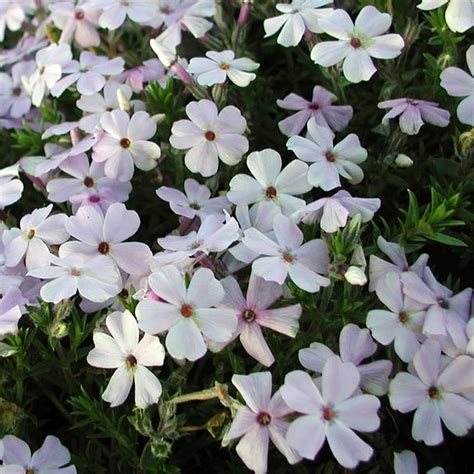 Флокс Дугласа «Lilac Cloud» - Phlox douglasii «Lilac Cloud»