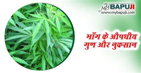 भाँग के औषधीय गुण उपयोग फायदे और नुकसान Bhang Ke Fayde Aur Nuksan