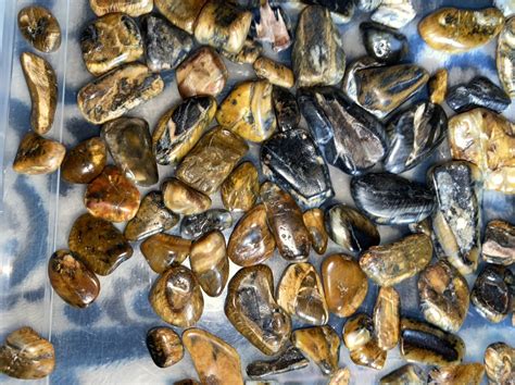 Manatee Teeth Fossil Id The Fossil Forum