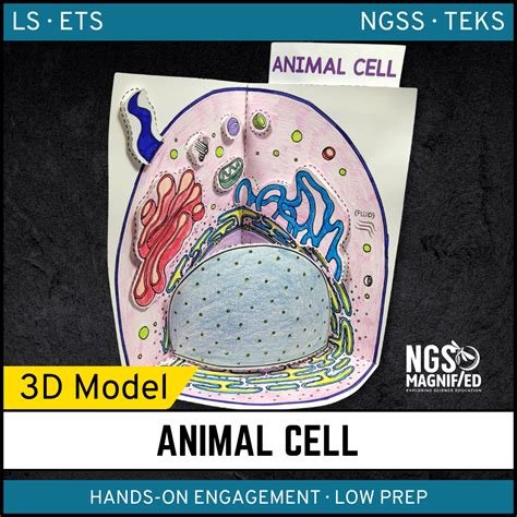 animal cell models